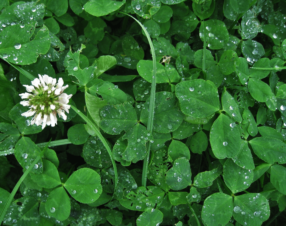 The Very Stubborn Weed