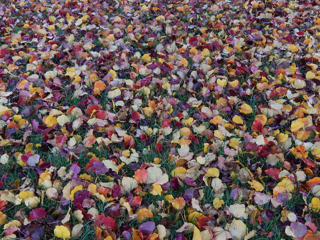 lawn with leaves